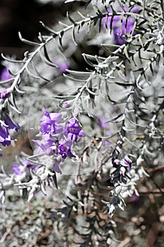 Silky Eremophila photo