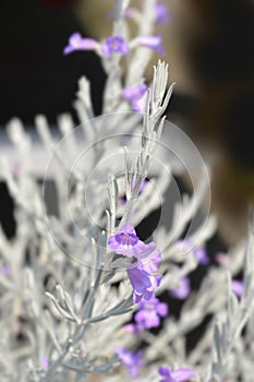 Silky eremophila