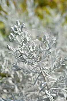 Silky eremophila photo