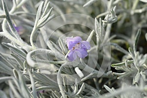 Silky eremophila