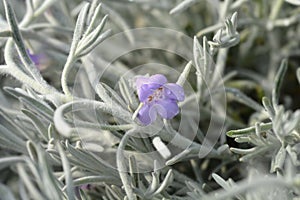 Silky eremophila photo