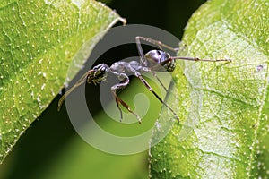 A Silky Field Ant checking to see if the leaf on the other side is greener photo