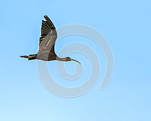 A Silky Ibis in flight