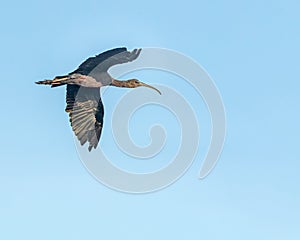 A Silky Ibis in flight