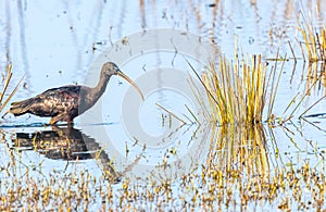 Silky Ibis in a Lake