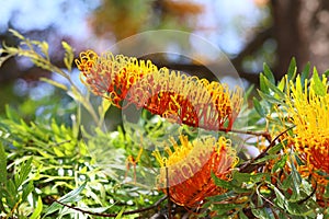 California Garden Series - Silky Oak - Grevillea robusta - Proteaceae photo