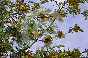 Silky Oak Tree Branches in Blossom