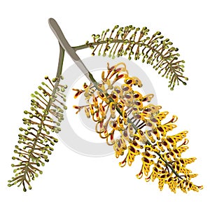 Silky Oak Vector Illustration