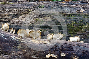 Silky parchement fungus