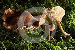 Silky Pinkgill mushroom (Entoloma sericeum)