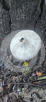 Silky Rosegill, Volvariella bombycina.