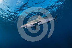 Silky shark in the blue close to the surface