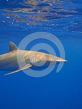 Silky shark in dappled light