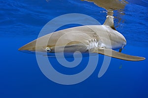 Silky shark, Galapagos