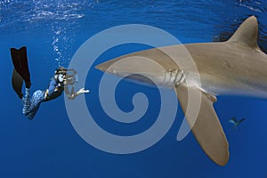 Silky shark with girl, Galapagos photo
