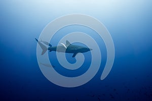 Silky Shark Malpelo photo