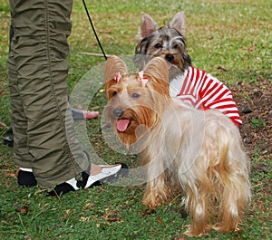 Silky and Skye Terriers