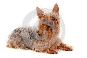 Silky Terrier