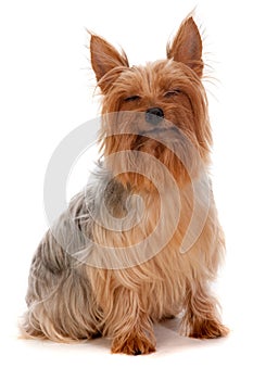 Silky Terrier