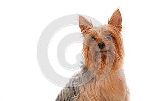 Silky Terrier