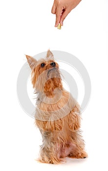 Silky Terrier