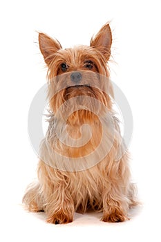 Silky Terrier