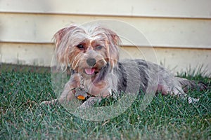 Silky terrier