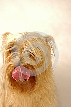 A Silky Terrier curling up its tongue