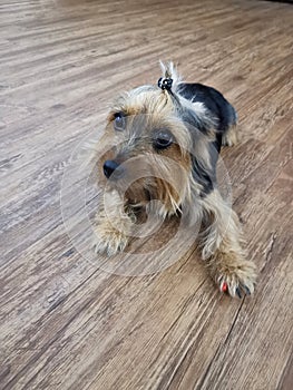 Silky terrier dog with a hair clip
