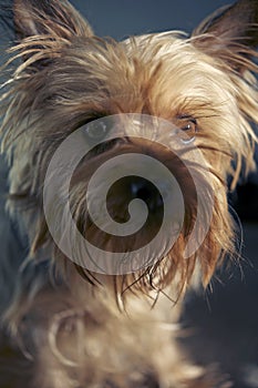 Silky Terrier Portrait