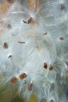 Silky winged seeds of a milkweed flower in Vernon, Connecticut