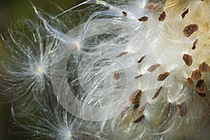Silky winged seeds of a milkweed flower in Vernon, Connecticut