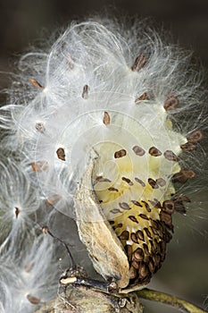 Silky winged seeds of a milkweed flower in Vernon, Connecticut