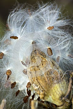 Silky winged seeds of a milkweed flower in Vernon, Connecticut