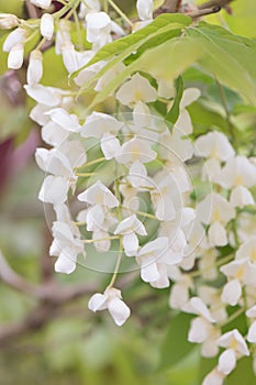 Silky Wisteria brachybotrys f. albiflora Shiro-kapitan, flowering white with a yellow eye