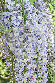 Silky Wisteria brachybotrys Shiro Kapitan Fuji, white-purple flowers