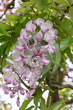 Silky Wisteria brachybotrys Showa-beni, pink flowers