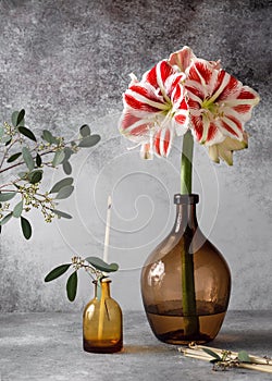 Sill life with red, white Amaryllis flower in a big brown glass vase and burning candle in a small vase.