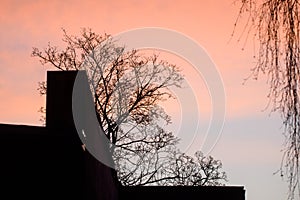 Sillhouette of building`s facade and tree, during beautiful sunrise.