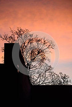 Sillhouette of building`s facade and tree, during beautiful sunrise.