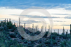 Sillhouette cactus hills with mountains in tuscon arizona in sabino national park with cloudy sunrise orange skies