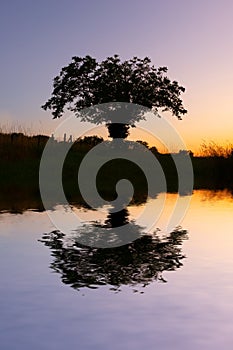 Sillhouette of a lonely tree at sunset with reflections