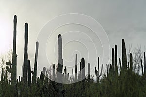 Sillhouette saguaro cactus in the cliffs and hills of arizona with visible plants and vegetation in early morning