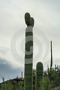 Sillhouette saguaro cactus with gray storm skies and mountain and rock formation desert background in tuscon arizona