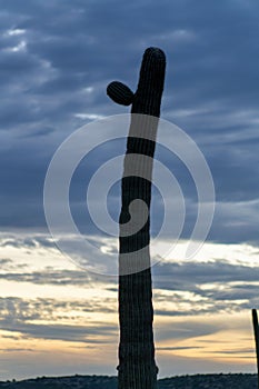 Sillhouette saguaro cactus in late evening sunset or sunrise with orange and dark looming storm clouds above