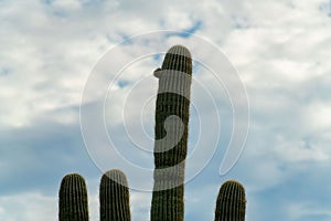 Sillhouette siguaro cactus in the hills of arizona in late afternoon shade or early morning with blue sky and clouds