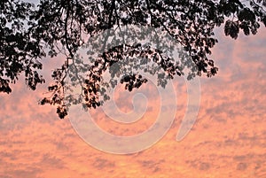 Sillhouette tree with orange sky