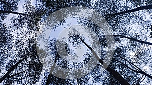 Sillhouette of trees.