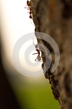 Sillhoutte of a weaver Ant on tree