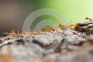 Sillhoutte of a weaver Ant on tree